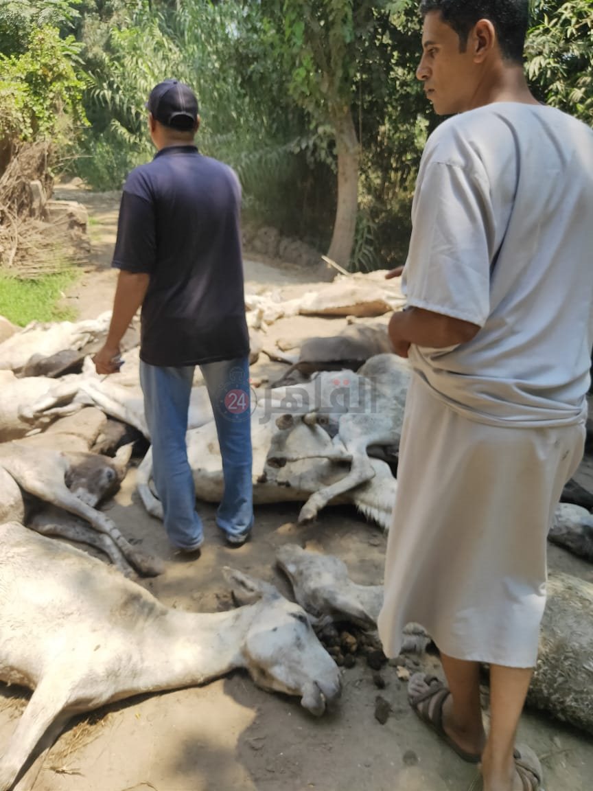 IMG-20210810-WA0008
