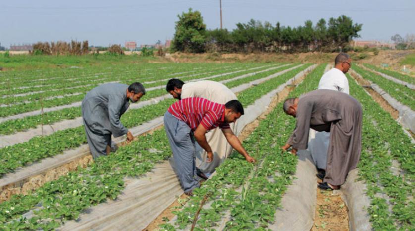  طقوس الاحتفال بعيد الفلاح المصري