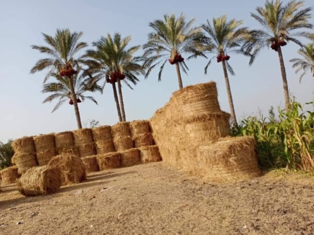 كبس قش الأرز بموسم حصاد المحصول بالشرقية 02