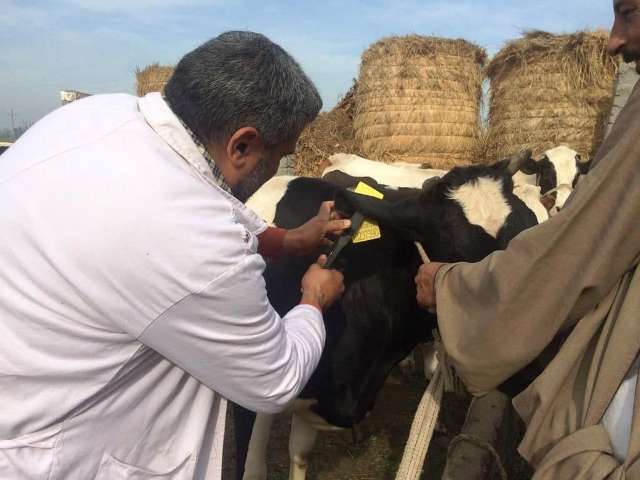 تحصين المواشي بالشرقية 01