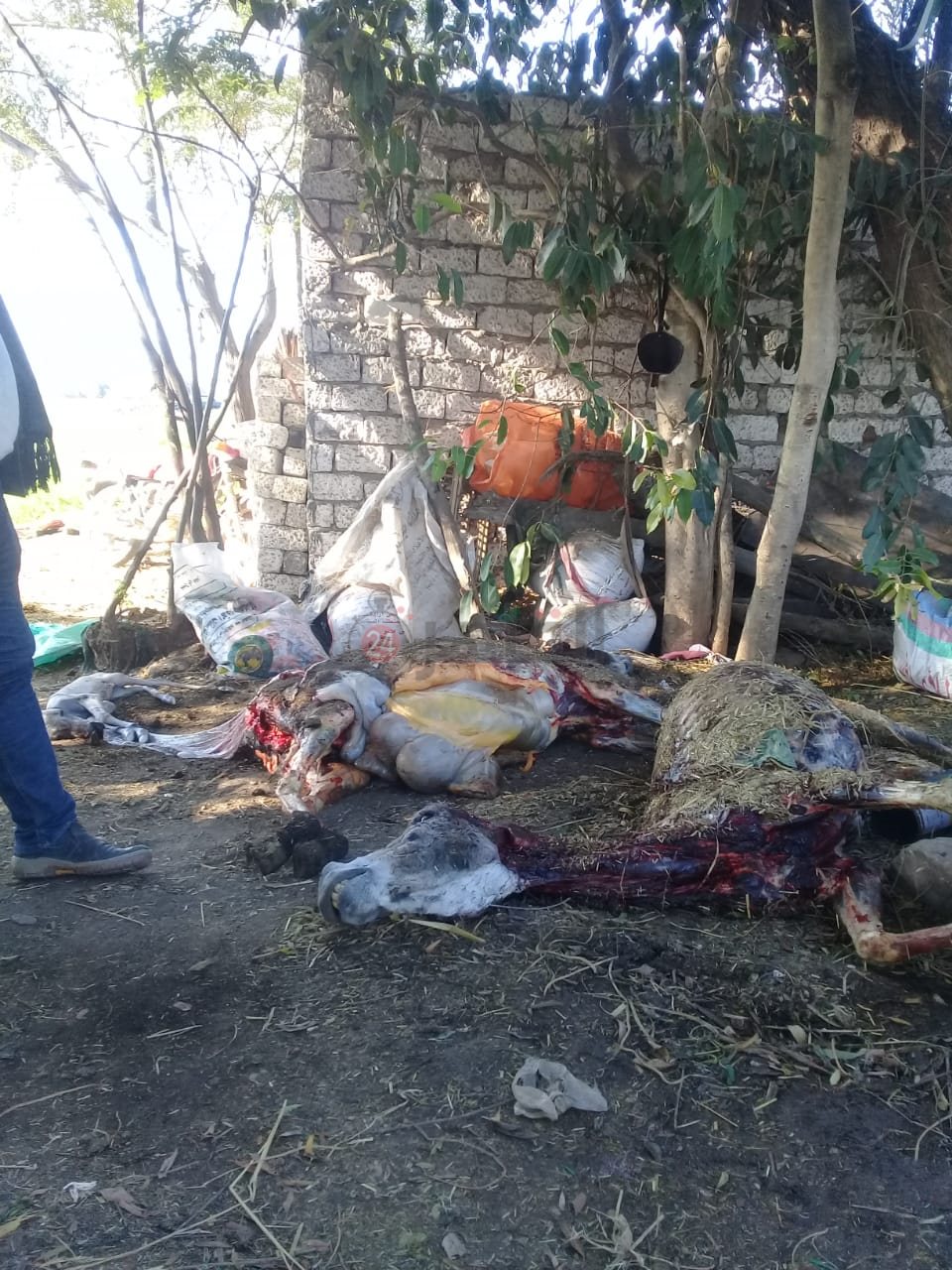 الحمير المعثور عليها في أرض زراعية بالشرقية 01