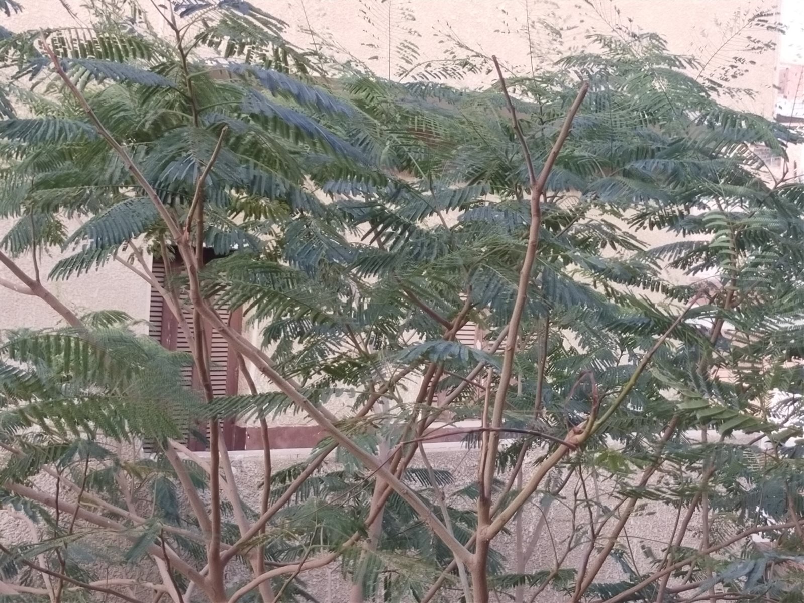 طقس الفيوم