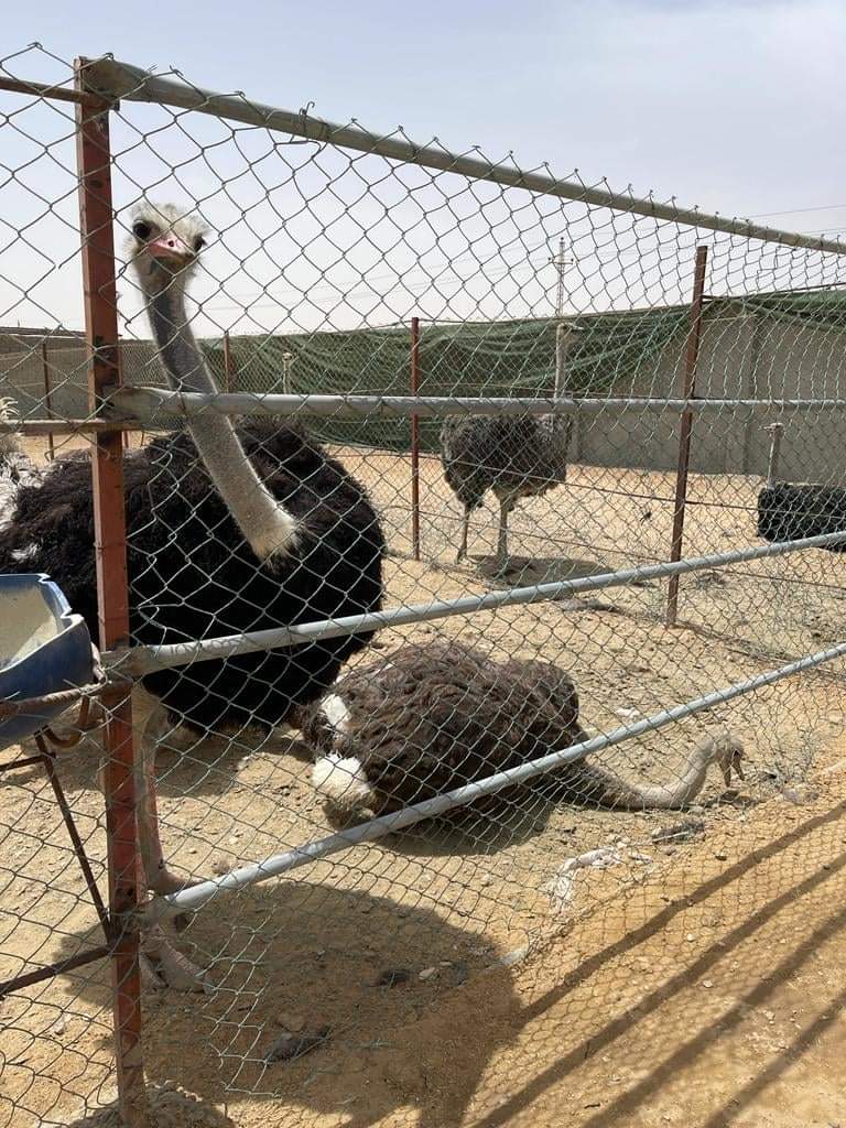 نعام
