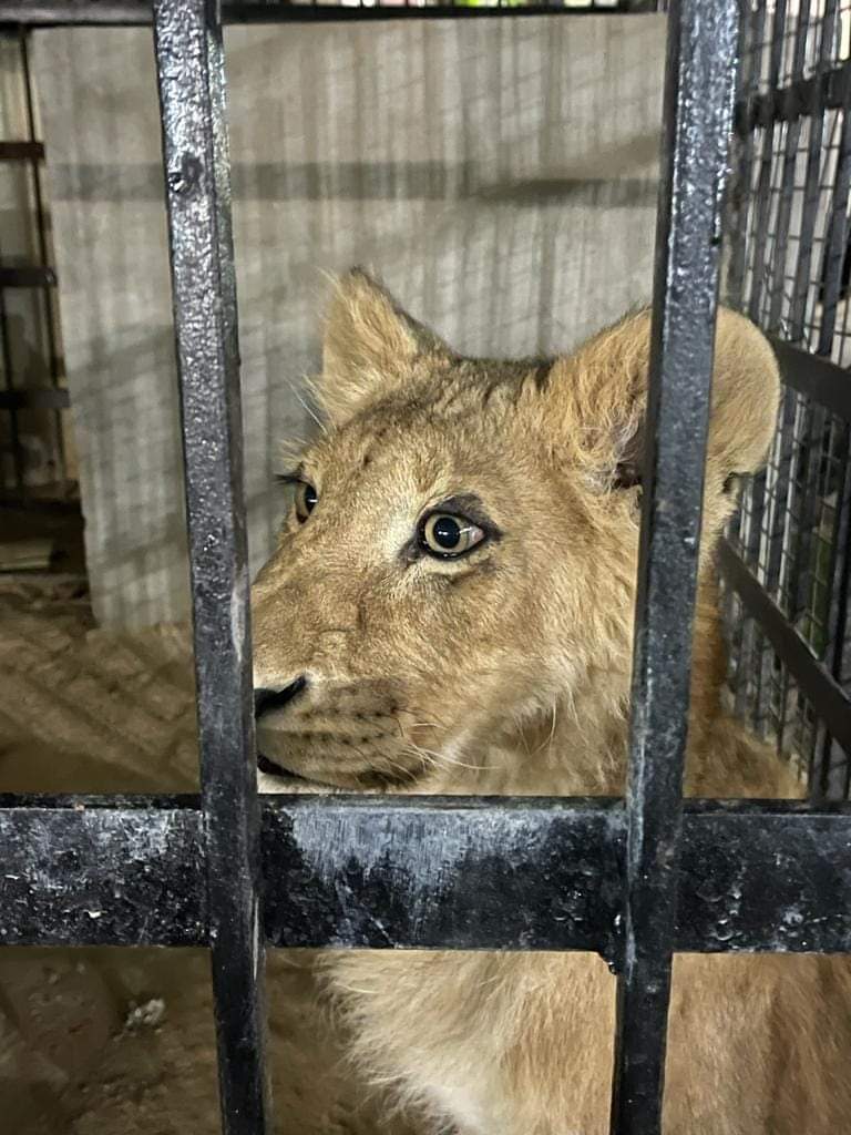 أسد