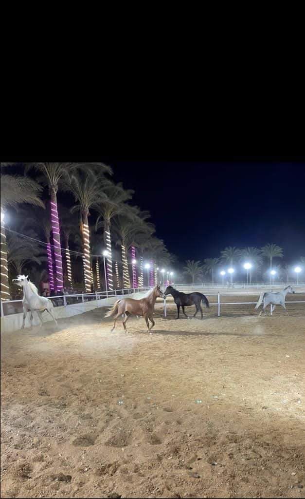 خيول عربية