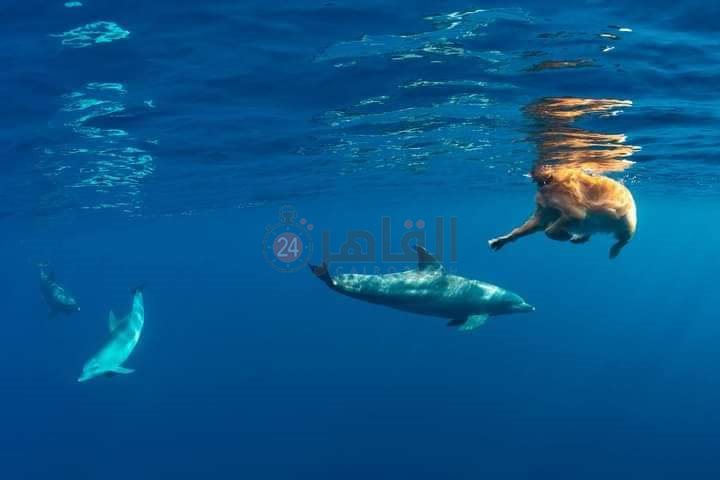 دولفين يداعب كلبا