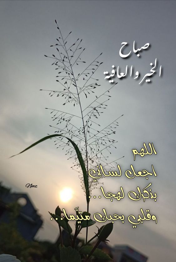 القاهرة 24