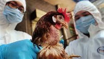 بعد انتشار إنفلونزا الطيور في مختلف بلدان العالم.. تعرف على الأعراض