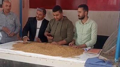 سعر الإردب 2000 جنيه.. صوامع بني سويف تواصل استلام محصول القمح لليوم الثاني 