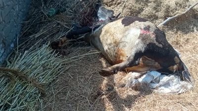 9 ملايين جنيه خسائر.. أول تعليق من صاحب حظيرة المواشي المحترقة بالدقهلية