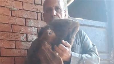 مزارع بالغربية يمتلك أغرب ماعز في مصر: وزنه 170 كيلو وسعره أكتر من 60 ألف جنيه| بث مباشر