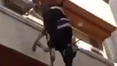 عجل يقفز من الدور الرابع في دمنهور هربا من الجزار| بث مباشر