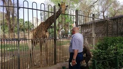 مصدر يكشف مصير الزرافة سوسن مع بدء تنفيذ خطة تطوير حديقة الحيوان | بث مباشر