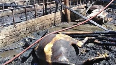 السيطرة على حريق حظيرة مواشي بدمياط