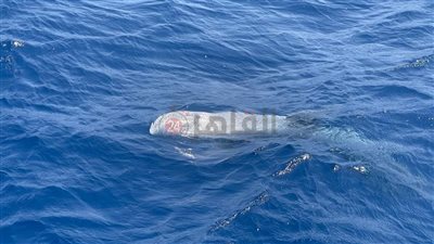ظهور نادر لـ الريسو دولفين بمياه بمرسى الشونة قبالة سواحل مرسى علم | صور
