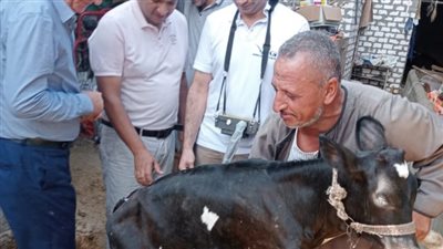 عقِب التبرك بها من الأهالي.. الطب البيطري عن البقرة المبروكة بالبحيرة: عندها فتاق | بث مباشر 