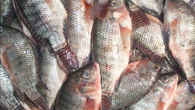 بـ60 جنيهًا للكيلو.. طرح كميات من السمك البلطي في أسواق السويس