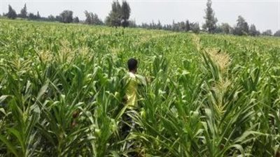 ابنه هرب في الدرة.. ننشر التحقيقات بواقعة مقتل شخص بسبب خصومة ثأرية بمنشأة القناطر