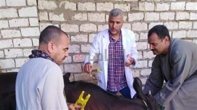 لحماية الثروة الحيوانية.. انطلاق الحملة القومية للتحصين ضد الجلد العقدي بالمنيا اليوم