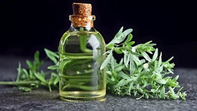 ما هي فوائد نبات الشيح الطبية وأضراره على صحة الإنسان؟