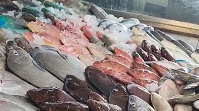 الجمبري بـ220 جنيهًا.. انخفاض أسعار الأسماك داخل حلقة الغردقة | بث مباشر