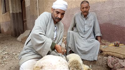 يدخل في صناعة السجاد والبطاطين.. قصة كفاح أقدم صانع صوف أغنام ببني سويف | فيديو