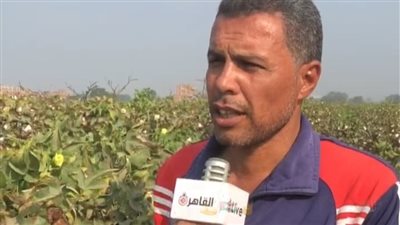 الذهب الأبيض.. فرحة بين المزارعين في القليوبية لحظة حصاد القطن بكميات وفيرة | بث مباشر