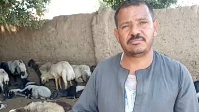 لديه 500 رأس.. راعي أغنام ببني سويف يروي كيفية تربيتها وشراء الأضحية الغنية باللحم| فيديو 