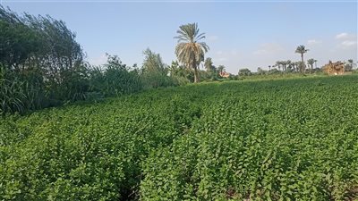 طقس اليوم الإثنين ودرجات الحرارة بمحافظات الصعيد.. بارد ليلًا وشبورة صباحًا