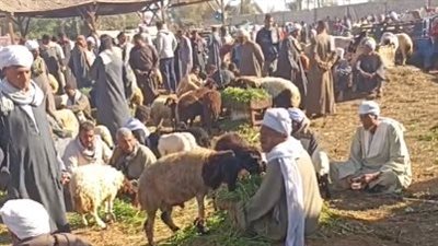 كيلو الماعز بـ 160 جنيهًا.. أسعار المواشي والأغنام في سوق بني سويف | بث مباشر