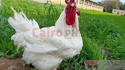 txt
