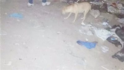 بينهم صغار.. كلب ضال يعقر 11 شخصًا في قرية إييار بالغربية 