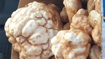 الكيلو بـ1000 جنيه..  الترفاس نبات سحري ينمو ويخرج من باطن صحراء مطروح