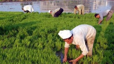 وزارة الري تعلن مساحات زراعة الأرز للموسم الجديد والتوسع في المساحات التجريبية 