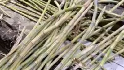 الـ 3 أعواد بـ 25 جنيهًا.. ارتفاع سعر القصب بالأقصر تزامنًا مع عيد الغطاس | بث مباشر