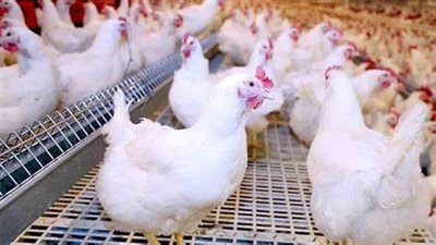 الساسو بـ140 جنيها.. ارتفاع جديد في أسعار الدواجن بكفر الشيخ اليوم | بث مباشر