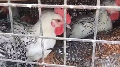 البانيه بـ245 جنيها.. أسعار الدواجن والطيور في الأسواق اليوم | بث مباشر
