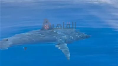 محميات البحر الأحمر ترد على ظهور قرش خطير أمام سواحل الجونة والغردقة | بث مباشر