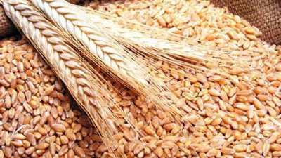 فرحة المزارعين خلال حصاد محصولي البصل والقمح: النهارده عيد.. والإنتاج كتير | بث مباشر