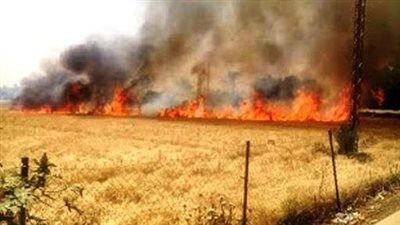 حريق يلتهم 20 قيراط قمح بالمنيا.. والحماية تسيطر عليه 