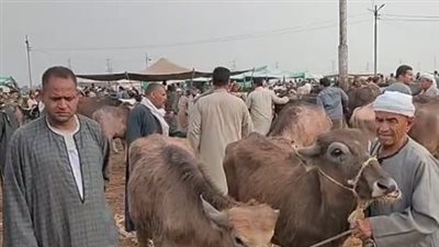 زحام بسوق المواشي في كفر الشيخ استعدادا لعيد الأضحى.. وتاجر: الكيلو القايم بـ150 جنيها | بث مباشر 