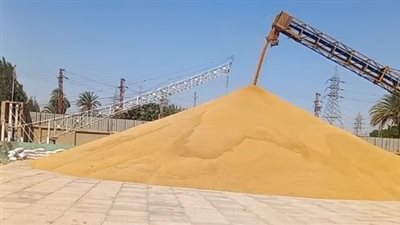توريد كميات كبيرة من القمح لشونة إسنا بمحافظة الأقصر | بث مباشر 