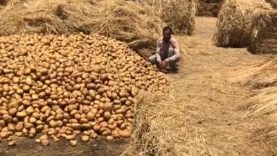 بالطرق التقليدية.. مزارعو القليوبية يخزنون البطاطس أسفل قش الأرز: بيحافظ عليها لشهور| بث مباشر 