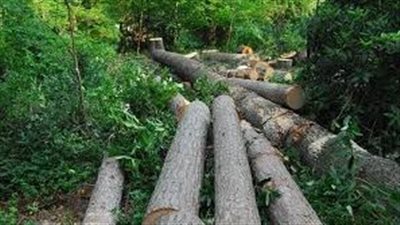 إلا بشرط.. منع قطع الأشجار أو تقليمها بشكل جائر بالقاهرة│ بث مباشر