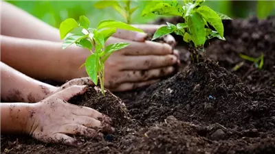 اطلب شجرة وإحنا هنزرعها.. الوادي الجديد تطلق مبادرة لزراعة الأشجار بسبب ارتفاع درجات الحرارة | بث مباشر