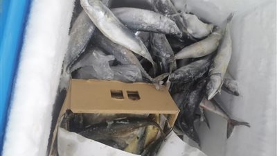 إعدام 14 طن أغذية فاسدة وغلق 28 منشأة غذائية في سوهاج | صور