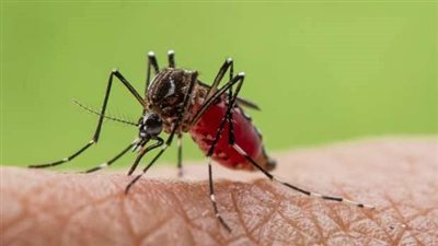 أمريكا تسجل 21 حالة إصابة بمرض أوروبوش بين العائدين من كوبا
