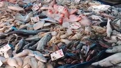  الطوبار بـ 130 جنيها.. أسعار الأسماك والدواجن في الأسواق اليوم | بث مباشر 