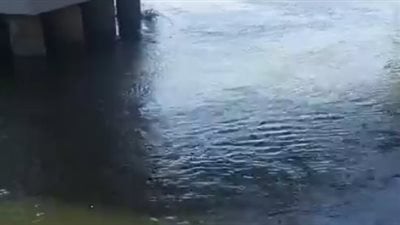 مصرع طالب غرقا في نهر النيل بالمنيا.. والإنقاذ النهري ينتشل الجثمان| بث مباشر
