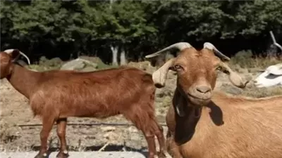 تفسير رؤية ذبح التيس في المنام.. يرتبط بالقوة والسيطرة
